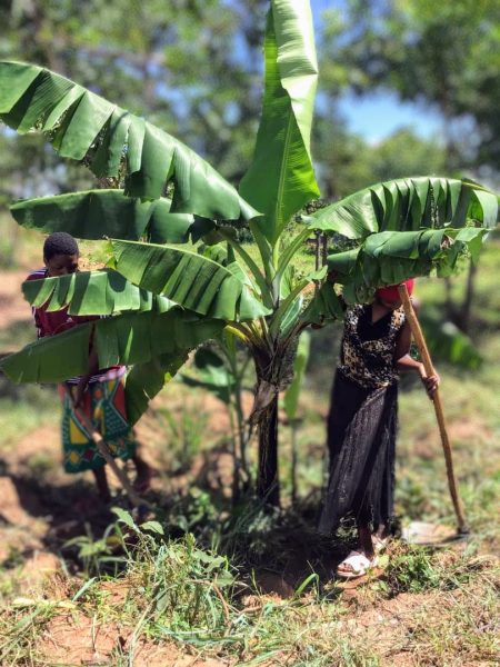 Banana trees will be ready to fruit soon